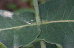 Clasping milkweed